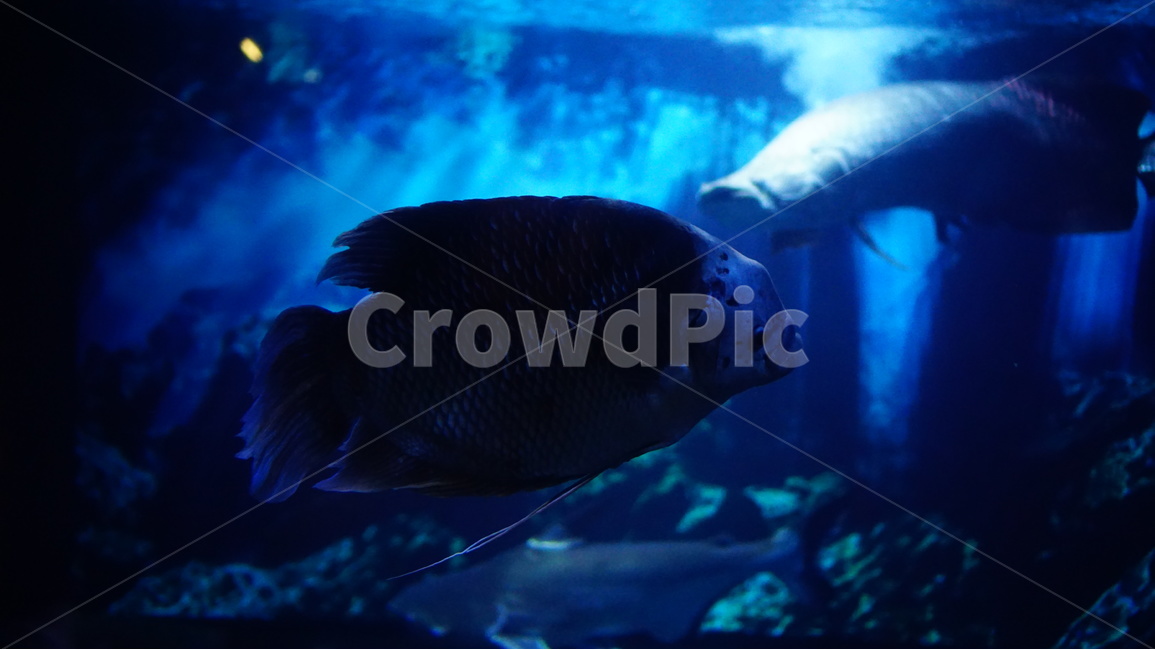 바다,자연,물고기,코엑스,물,동물,animal,어류,물고기,fish