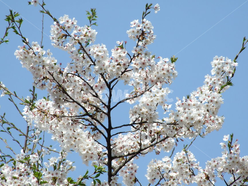 봄,꽃,식물,나무,봄꽃,벚꽃,봄,계절,spring,season,식물,자연,plants,nature,꽃,flower,plant,blossom