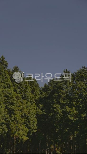 나무, tree, forest, outdoors, 숲, 사진,이미지,일러스트,캘리그라피 - Nhy9423작가