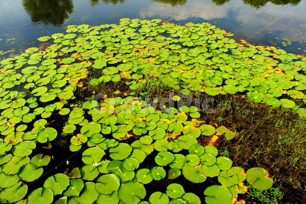 수련,잎,수중식물,연못,자연,수초,감성,힐링,쌍떡잎식물,식물,nymphaeatetragona,pond,waterplant