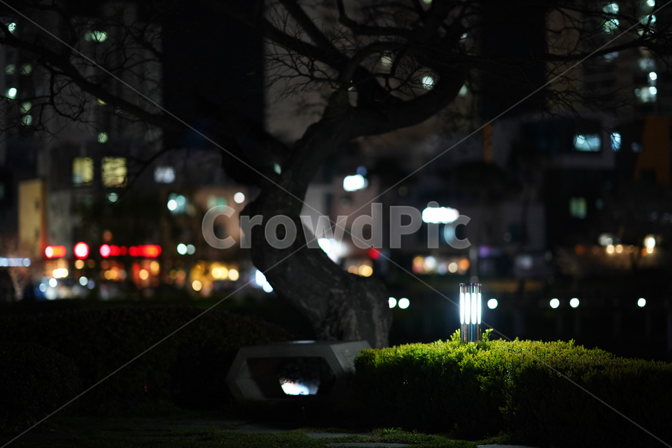 빛,나무,돌,조명,밤,분위기,야경,밤,풍경,nightscape,night,landscape,식물,자연,plants,nature,나무,trees,wood
