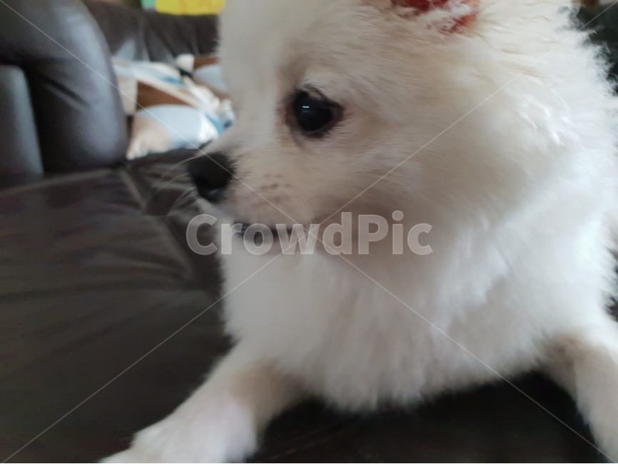 반려견,동물,강아지,개,포메,포메라니안,애완견,반려동물,puppy,dog,가족,동물,animal,포유류,mammal,개,강아지,dog,doggy