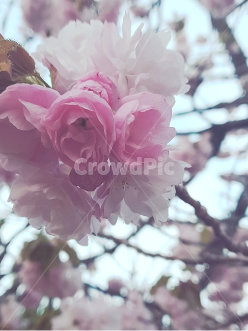 벚꽃,꽃,flower,cherryblossom,꽃나무