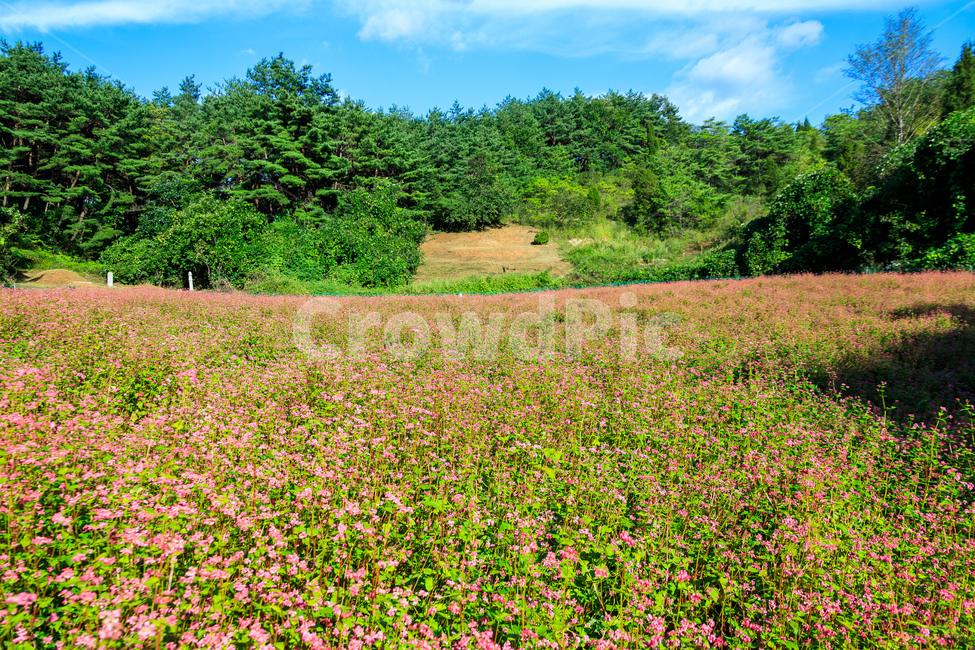 메밀,핑크색,담홍색,농촌,메밀꽃,꽃잎,색깔,화려한,꽃,자연,풍경,nature,landscape,field,들,grassland,목초지,outdoors,옥외,farm,농장,rural,meadow