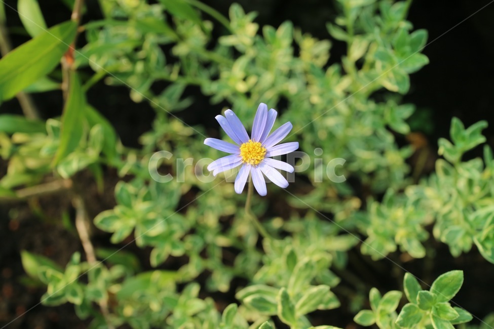 꽃,자연,풍경,풀,꽃말,환경,flower,nature,soil,earth,breeze