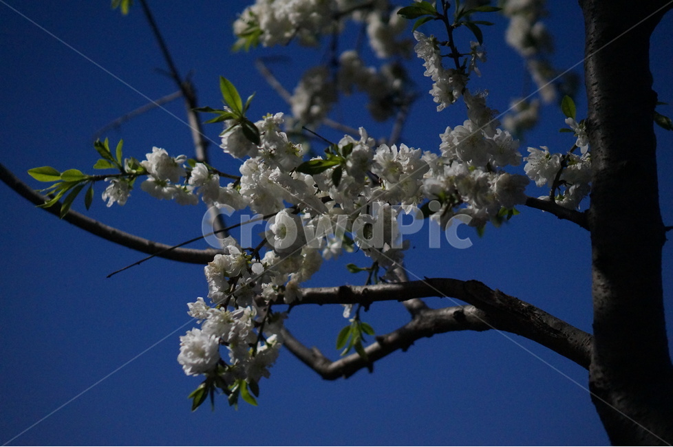 백매화,흰색,봄,하늘,저녁,흐림,봄,계절,spring,season,야경,밤,풍경,nightscape,night,landscape,식물,자연,plants,nature,꽃,flower,plant,blossom