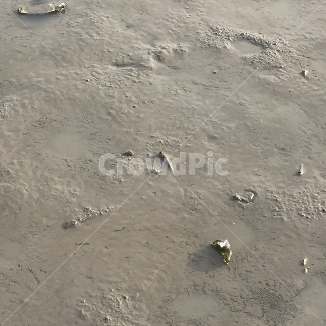 망둥어,갯벌,조개,바지락,칼국수,fish,mudflat,shellfish,manilaclam