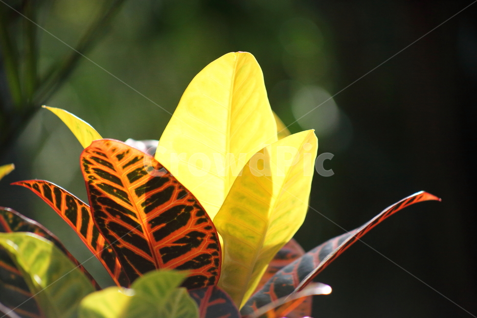 크로톤,croton,plant,식물,leaf,식물,자연,plants,nature