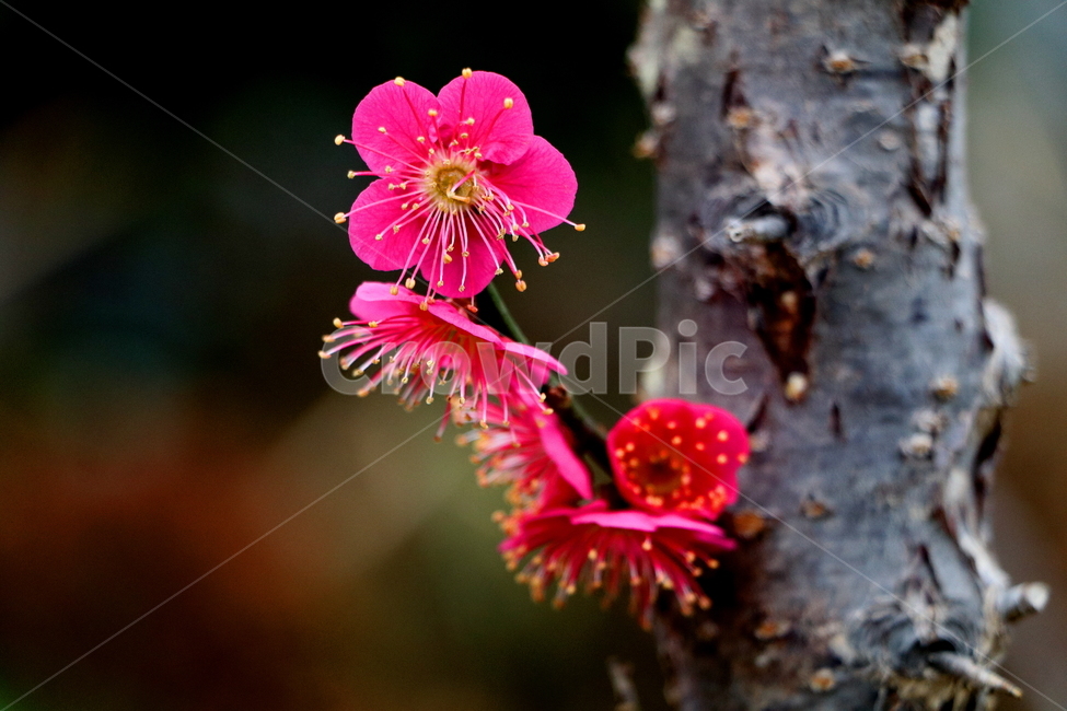 홍매화,매화,봄꽃,예쁜꽃,꽃,봄,계절,spring,season,식물,자연,plants,nature,꽃,flower,plant,geranium,제라늄,blossom