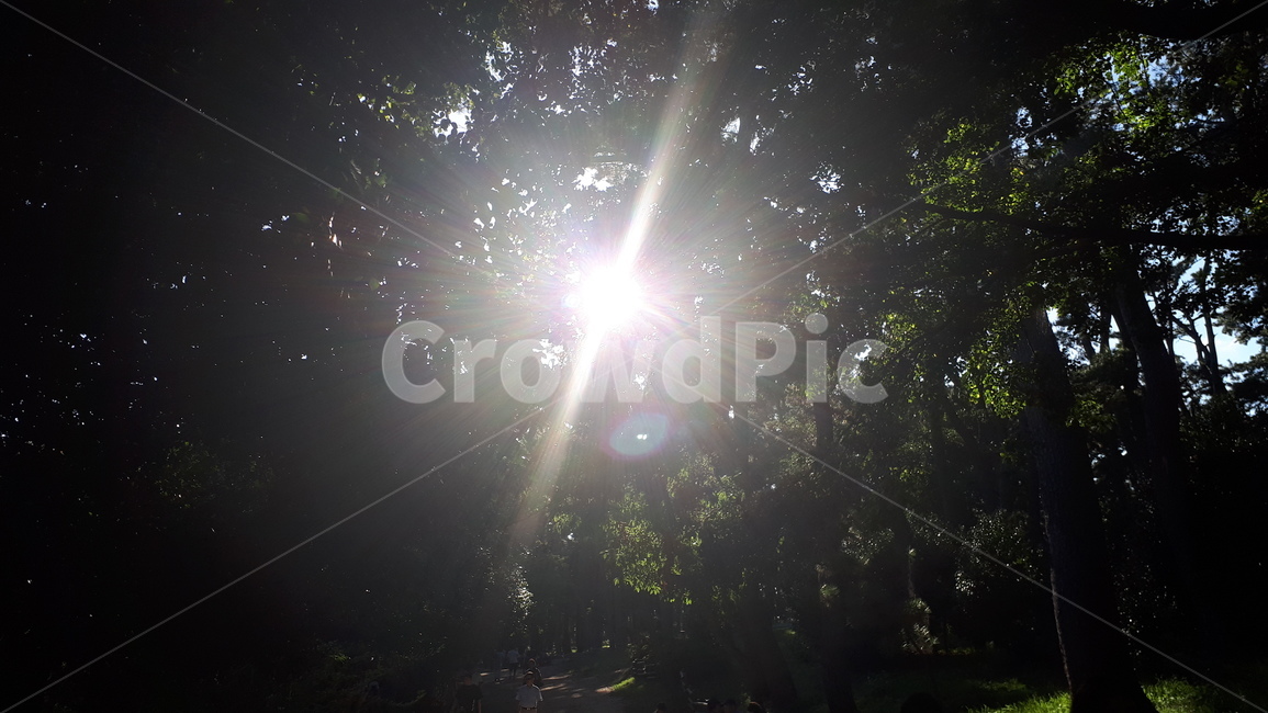 light,빛,플레어,flare,태양