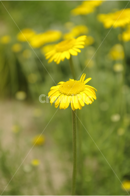 꽃,식물,flower,color,nature,자연,식물,자연,plants,nature,꽃,flower