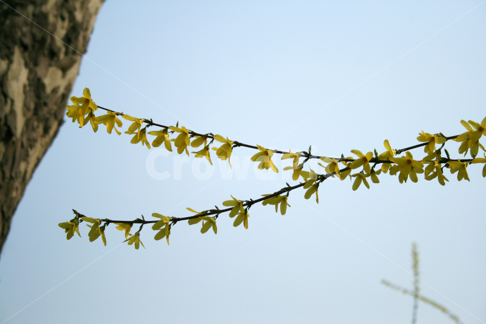 개나리,봄,봄날,감성,spring,flower,풍경,식물,꽃,노란색,봄,계절,spring,season,식물,자연,plants,nature,꽃,flower,plant