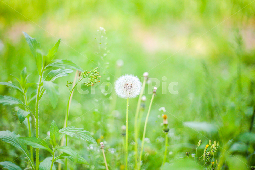 봄,꽃,민들레,감성,풍경,자연,nature,park,leef,season,fall,flower,계절,식물,감성사진,emotions,봄,계절,spring,season,식물,자연,plants,nature,꽃,flower,감성,sensible,feeling,plant,blossom