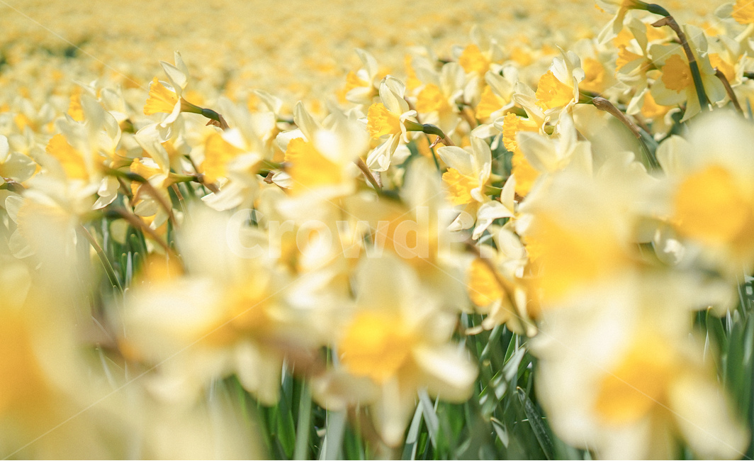 수선화,narcissus,노란,노랑색,옐로우,봄꽃,spring,노란물결,봄,계절,spring,season,plant,식물,flower,꽃,blossom
