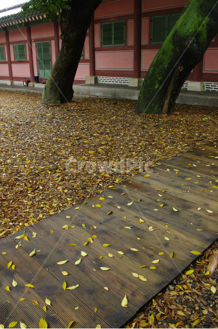창덕궁,고궁,한옥,전통가옥,건축,traditional,나무,낙엽,잎,가을,계절,fall,autumn,season,한국전통,한국문화,korean traditional,korean culture,건축물,건물외관,exterior,building,structure,architecture,construction