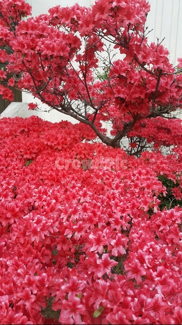 진달래,봄,꽃,핑크,식물,자연,감성사진,분홍,색감,색체,컬러,flower