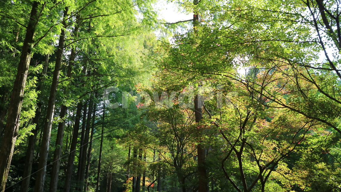 plant,식물,tree,나무,나무줄기,초록,숲,나뭇잎