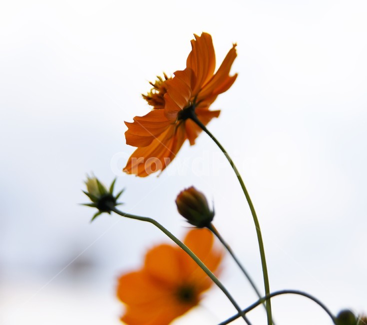 식물,flower,꽃,데이지,노랑,plant,식물,자연,plants,nature,꽃,flower