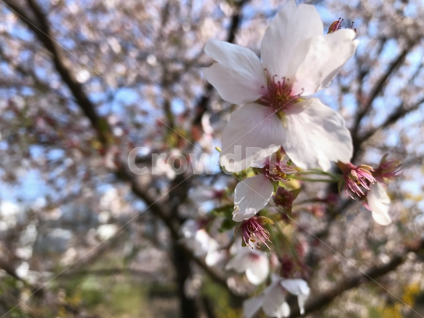 봄,벚꽃,꽃,사쿠라,spring,flower,season,cherry,pink,blossom,nature,blooming,branch,beautiful,sky,sakura,garden,tree,blue,하늘,자연,봄꽃,파랑,파란하늘,분홍
