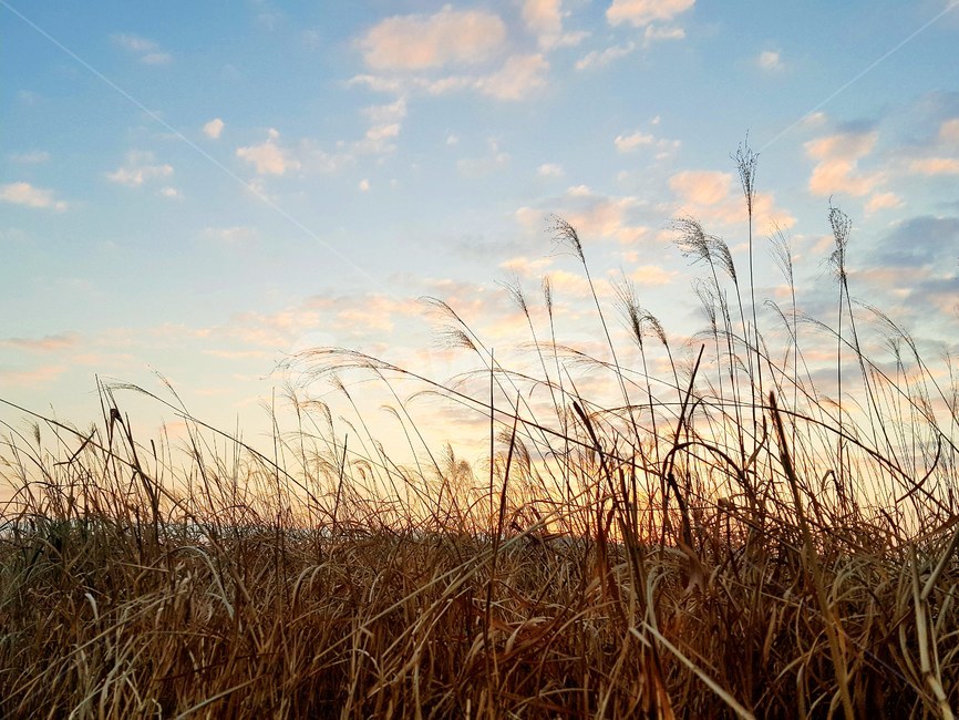 하늘,갈대,풍경,노을,가을,가을,계절,fall,autumn,season,자연,풍경,nature,landscape,grass,잔디,plant,식물,lawn,reed