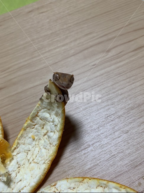도마뱀,크레스티드게코,애완도마뱀,게코도마뱀,파충류,붙이류게코