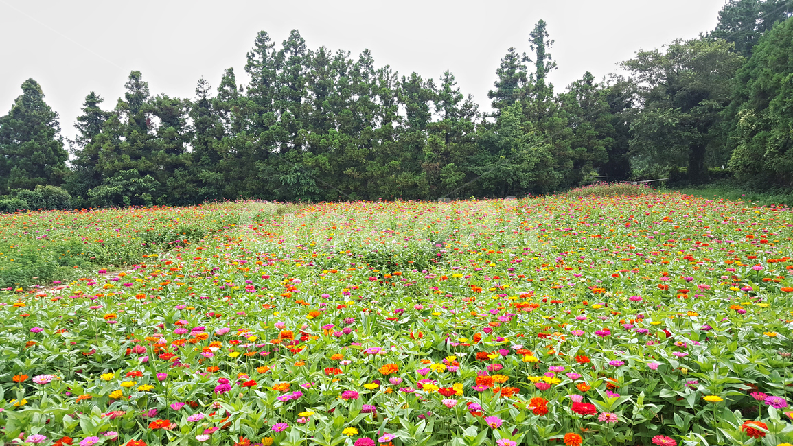 정원,붉은꽃,꽃,flower,식물,자연,plant,농장