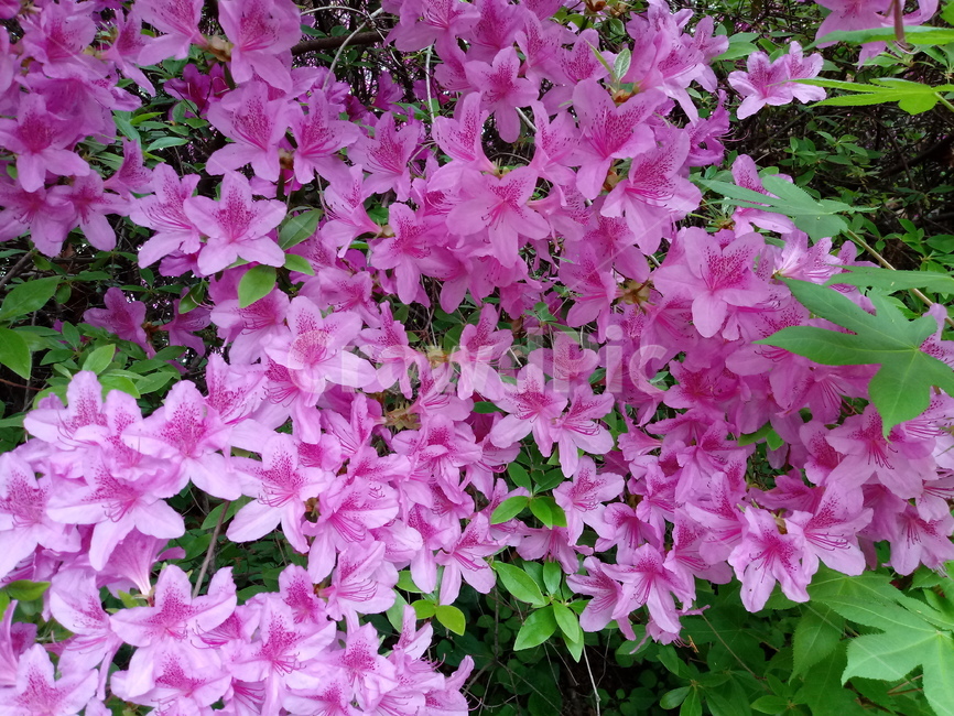 철쭉,smilerosebay,진달래과,식물,봄꽃,개꽃나무,springseasonflower,척촉화,낙엽관목,관상용
