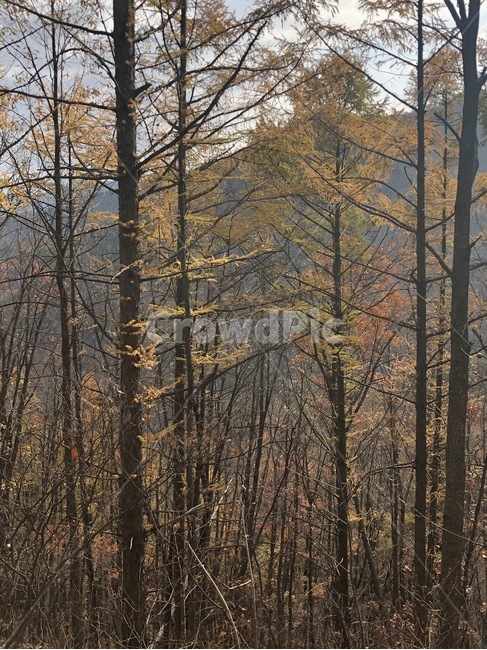 plant,식물,tree,나무,숲,자연
