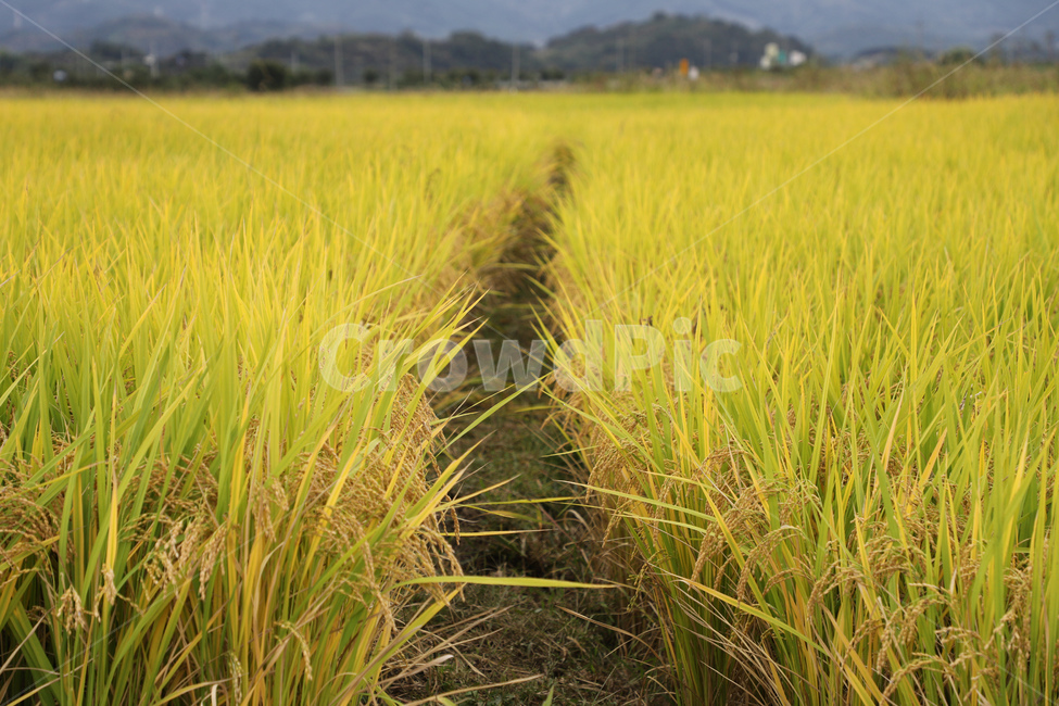 벼,가을,황금들판,쌀,농촌,가을,계절,fall,autumn,season,산업,industry,industrial,농업,농사,agriculture,farming,farming industry,outdoors,옥외,grassland,목초지,field,들,nature,자연,paddy field,패디 필드