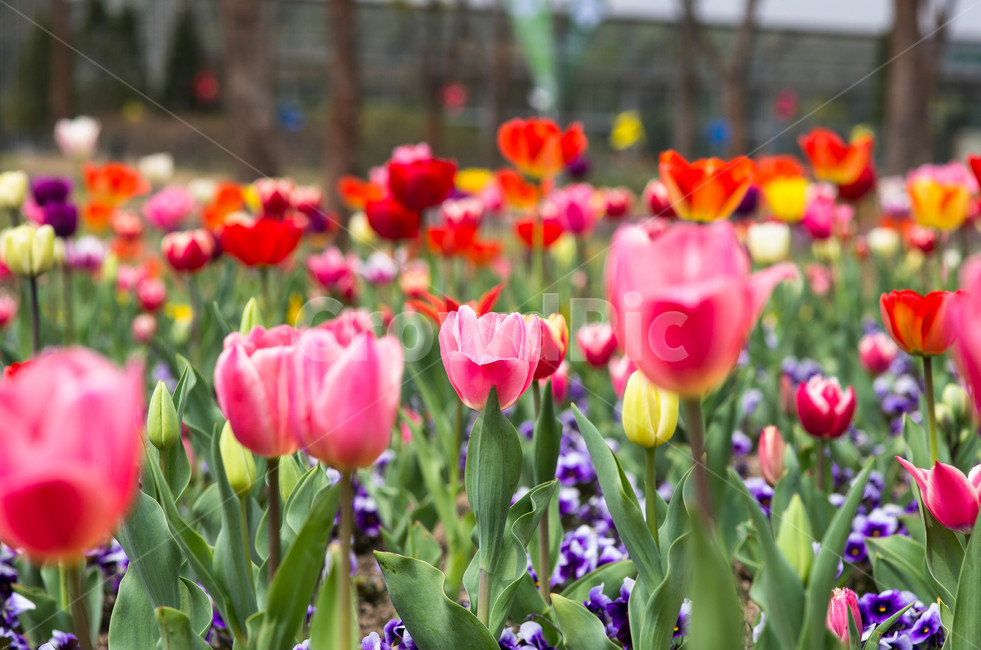식물원,튤립,정원,tulip,꽃