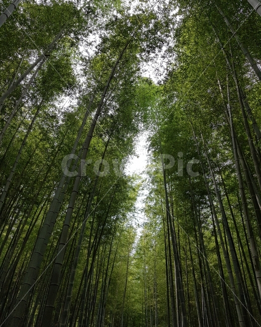 부산,아홉산숲,대나무,풍경,하늘,자연,힐링,자연,풍경,nature,landscape,식물,plants,나무,trees,wood,plant,bamboo