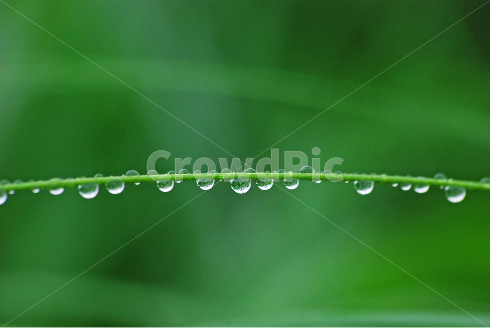 이슬,물방울,풀잎이슬,투명,빗방울,봄비,dew,water,맺히다,방울방울,plant,green,초록,싱그러운,신선한,맑은,아침이슬,해맑은,빗물,초본,영롱한,접사,마크로,클로즈업,봄,계절,spring,season,식물,자연,plants,nature,droplet,작은 물방울
