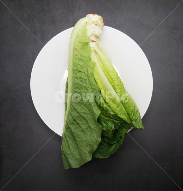 채소,야채,상추,로메인,샐러드,녹색,건강,채식주의자,채식,vegetable,lettuce,건강,헬스웨어,헬스케어,healthware,health care,채소,야채,vegetables
