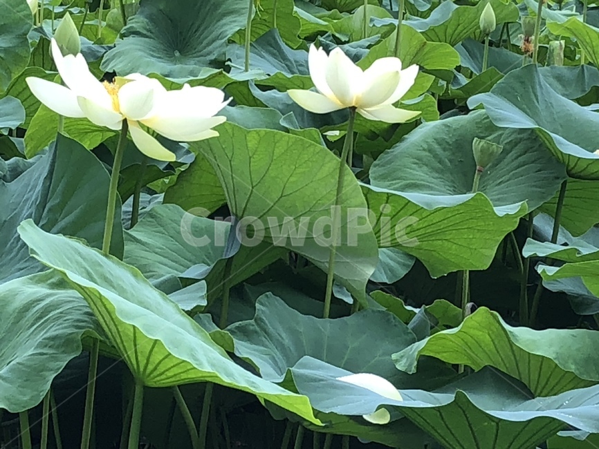 꽃,궁남지,연꽃,연꽃축제,식물