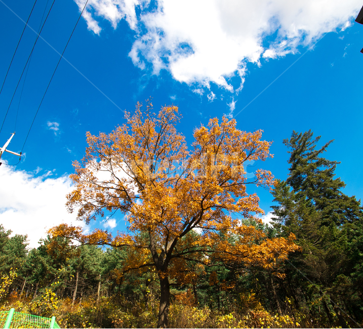 풍경,나무,가을,단풍,autumn,scenery,맑음,구름,가을,계절,fall,autumn,season,tree,plant,식물