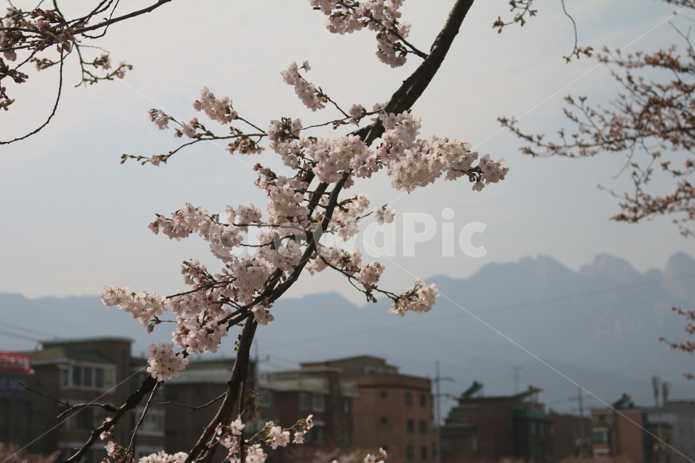 blossom,꽃,식물,벚꽃,cherryblossom,봄,야외