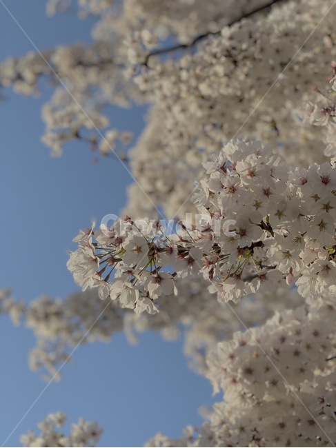 blossom,꽃,flower,벚꽃,cherryblossom,plant,sky,하늘,white,식물