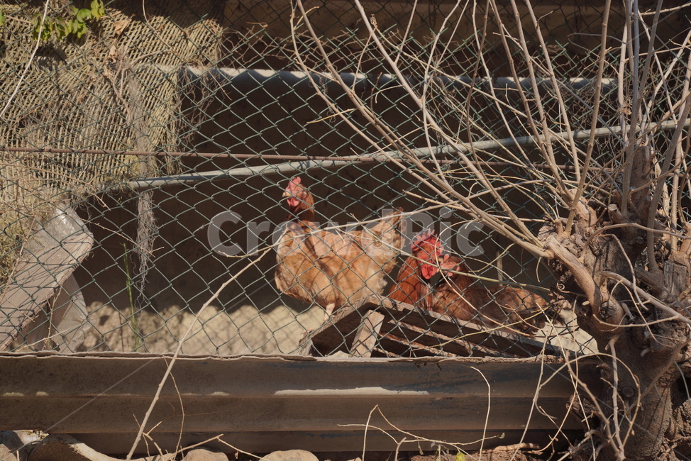 chicken,치킨,bird,poultry,동물,animal,새,fowl,가금류