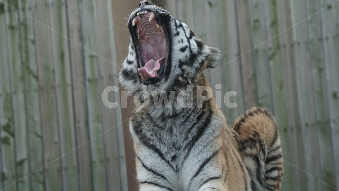 tiger,호랑이,animal,동물,wildlife,야생동물,mammal,포유류,동물원,포효,동물,animal,포유류,mammal