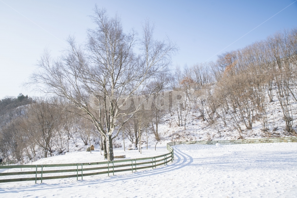 겨울,눈,풍경,양떼목장,나무,겨울,계절,winter,season,자연,풍경,nature,landscape,outdoors,옥외