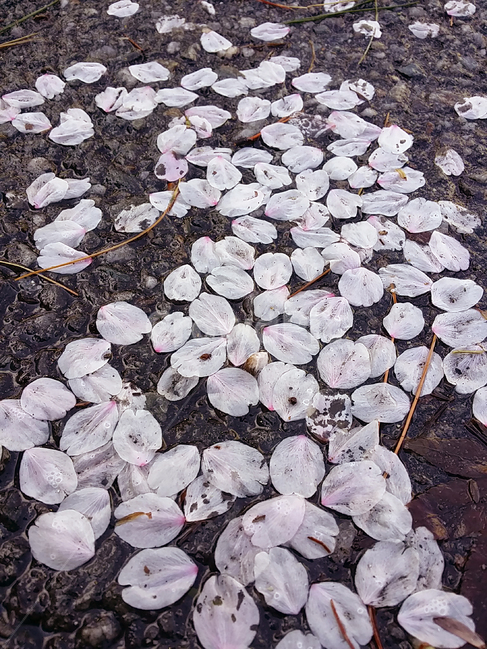 꽃잎,벚꽃잎,바닥,잎,flower,leaf,petal,plant,식물,봄,거리,spring,식물,자연,plants,nature,꽃,flower