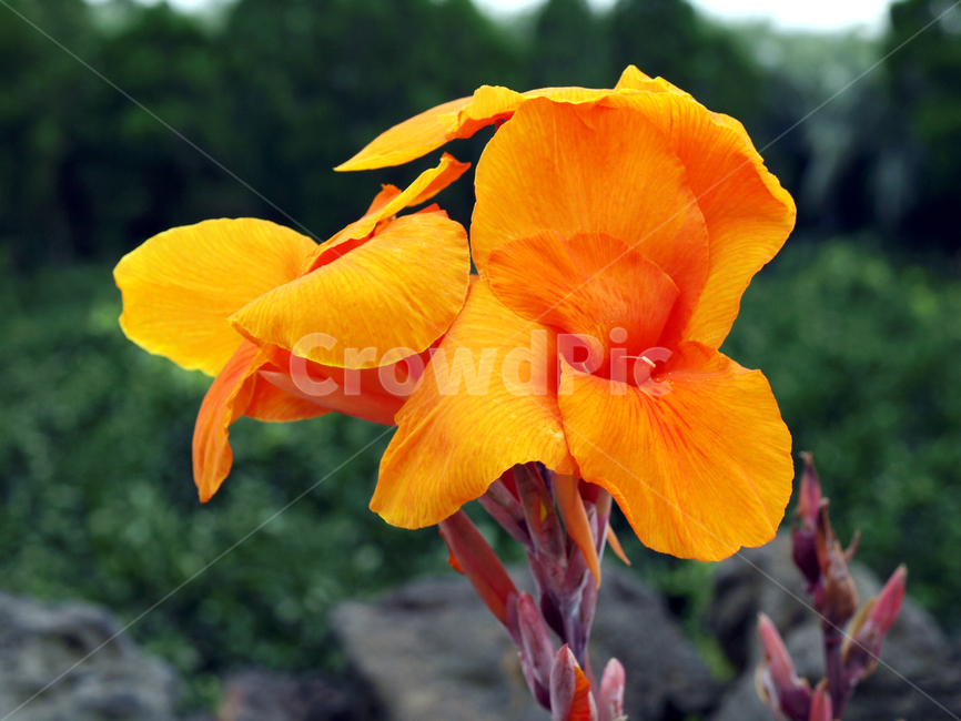 벵갈타이어칸나,칸나,꽃,식물,자연,주황색,식물,자연,plants,nature,꽃,flower