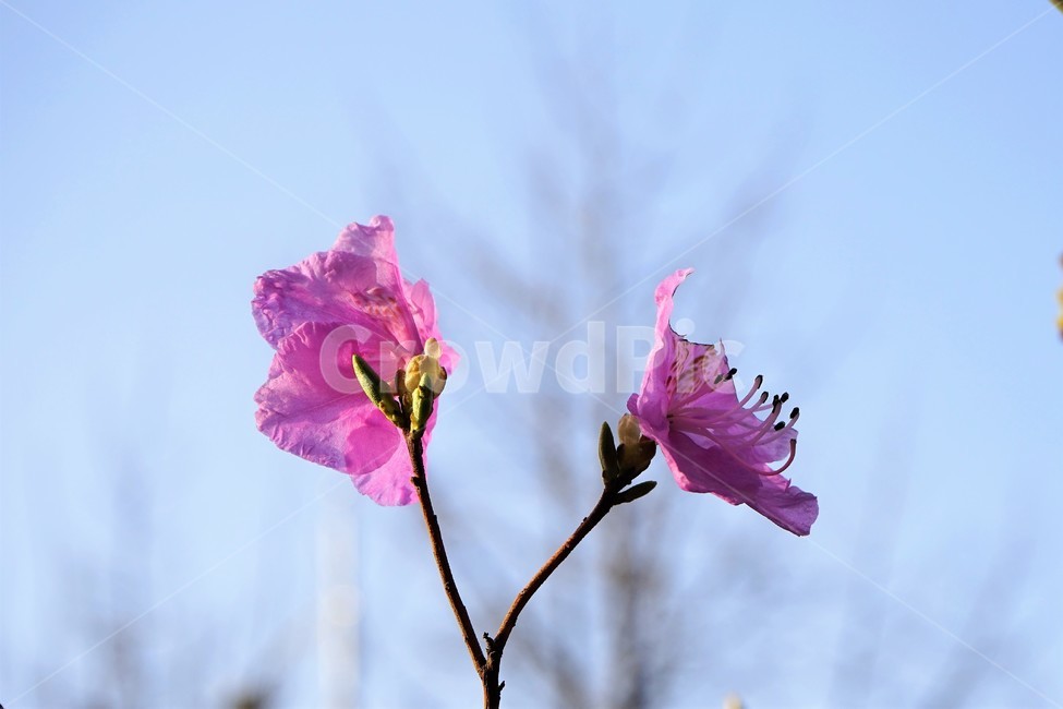 눈,식물,나무,녹색,진달래,개화,봄,생동감,분홍,beautiful,plant,flower,암술,수술,꽃,봄소식,계절,접사,꽃잎,식물,자연,plants,nature,꽃,flower