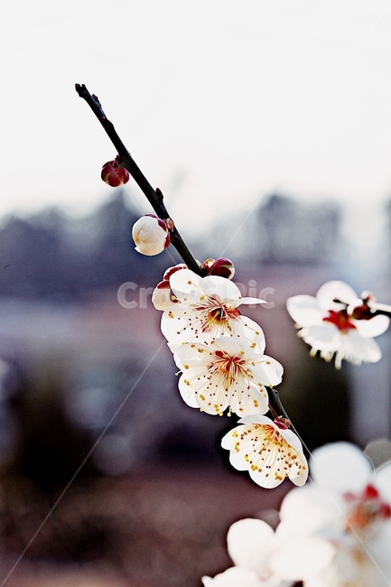 매화꽃,매화,꽃,나무,배경,자연,봄,계절,spring,season,식물,자연,plants,nature,꽃,flower,plant