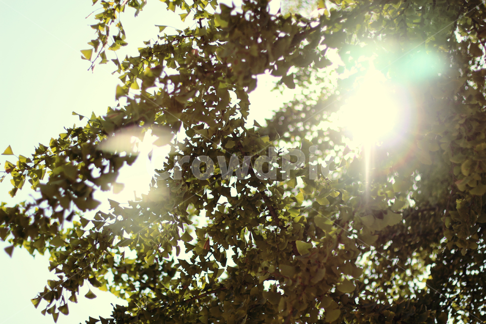 여름,은행나무,감성사진,풍경,자연,여름,계절,summer,season,자연,풍경,nature,landscape,flare,플레어,light,빛,sunlight,햇빛