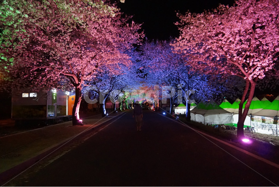 벚꽃,나무,거리,야경,풍경,사쿠라,꽃,도로,밤,축제,봄,봄,계절,spring,season,야경,밤,풍경,nightscape,night,landscape,plant,식물,flower,blossom