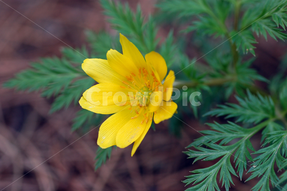 복수초,봄꽃,꽃,봄,노랑,노란,옐로우,식물,자연,클로즈업,식물,자연,plants,nature,꽃,flower