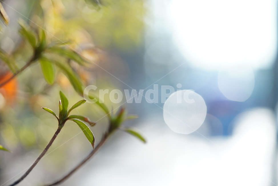 봄,감성,느낌,계절,생명,생물,식물,잎,자연,식물,자연,plants,nature