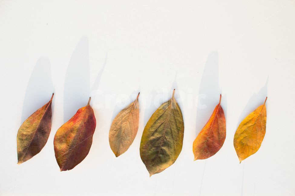 노랑,주황색,계절별,계절,노화,갈색,시즌,배경,단풍,가을,낙엽,leaf,잎,plant,식물,가을,계절,fall,autumn,season