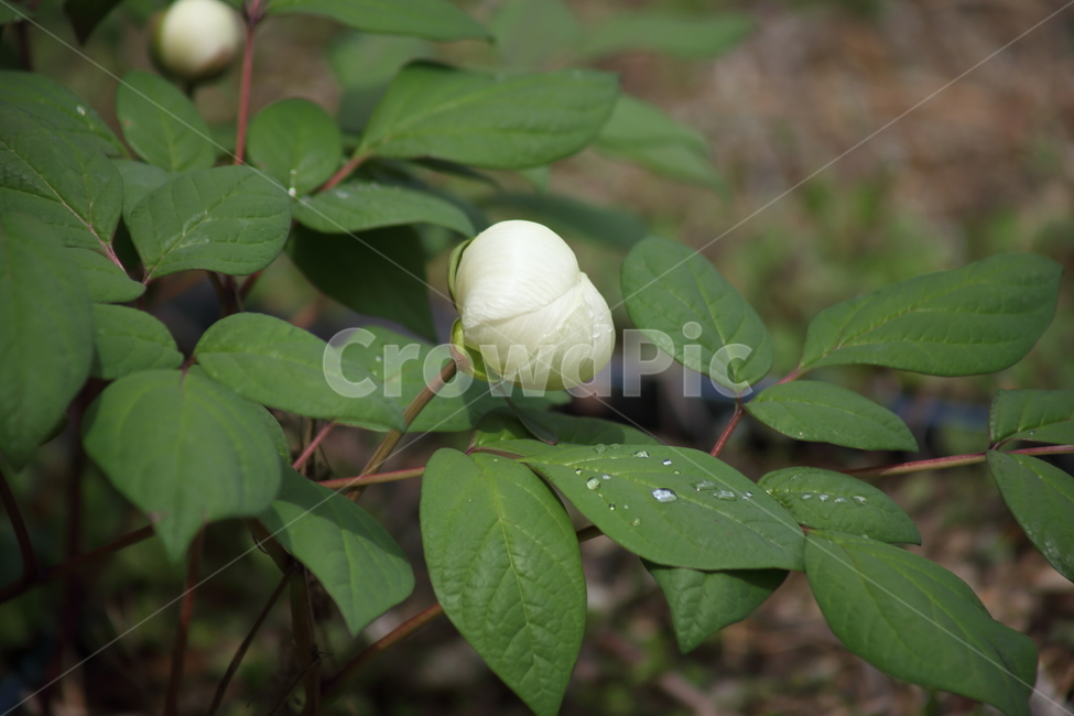 작약,꽃,식물,봄,peonyroot,식물,자연,plants,nature,꽃,flower